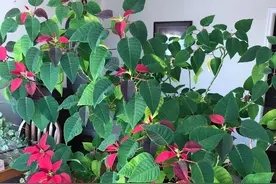 原来市场上的一品红都是带“病菌”的，这是它大受欢迎的原因图片