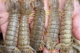 你眼中的美味，水中的霸王，皮皮虾到底是不是虾图片