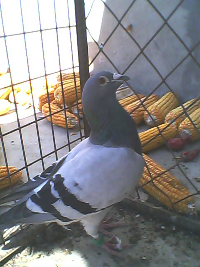 赛鸽小知识：赛后调理很重要，护理好延长赛龄不是问题