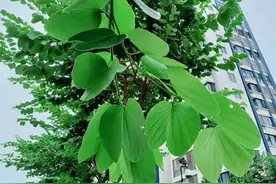 写给真正喜欢漳州港的人图片