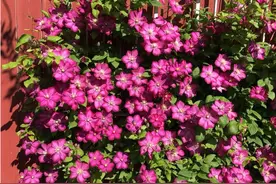 铁线莲藤本皇后耐旱耐热，花友心中必不可少的一种植物图片