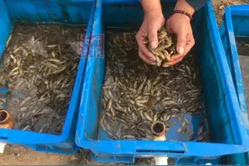 刚刚！阜阳这里，投放8万只蚬子图片