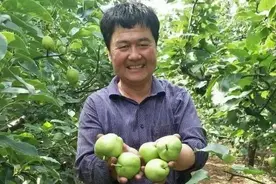 中国农科院育种早酥梨，陕西果农坚持不打农药，如今结果怎样了？图片
