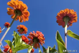 南山旅游赏花攻略，成片花海尽情免费游玩图片