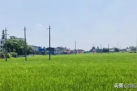 我的光叔叔图片