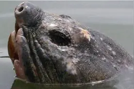 大叔发现一只100年“水怪”全球仅存3只 中国就占两只！大开眼界图片