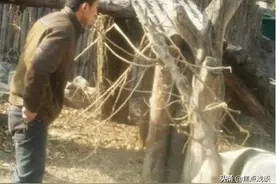 如果有人被大熊猫攻击，情急之下会击毙国宝吗饲养员给出了回答图片