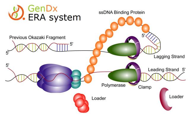 一文搞定等温扩增分子诊断(rpa/era)