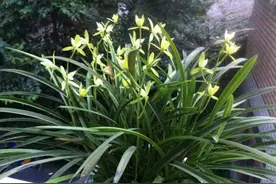 养花养了20年，兰花开出60串，芦荟变小树，真的震撼图片