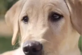 爱犬去世，美国夫妻花30多万人民币复制狗狗基因，真能再续前缘？图片