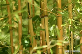 个头不大，可颜值逆天的3种观赏竹！庭院养上一种，美不可言图片