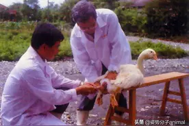 鹅的自然交配与人工授精，奇怪的知识又增加了图片