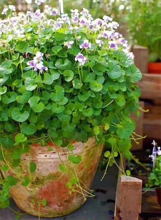 贝拉小蜜蜂草本身体乳