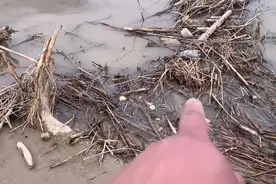 山东黄河滩成“鳖滩”？钓鱼人：好多甲鱼，可惜都死了图片