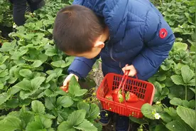 用心种草莓 怎能不甜图片