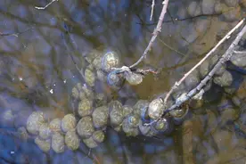 美国水蛙入侵中国61年，分布已超过8省，为何如今很难看到它？图片