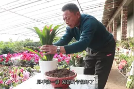 鸿运当头这种花，你真的会养吗？养殖方法和技巧都在这里来看看！视频封面