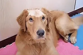 狗狗跟小孩独处，担心有危险，回来看到狗狗脑袋，太心疼它了图片