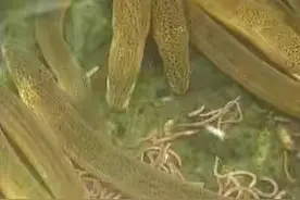 农家养黄鳝自己怎么培育种苗？图片