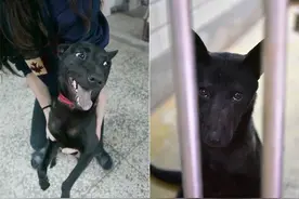 小狗以为出去玩，高兴得合不拢嘴，最后才发现自己被弃图片