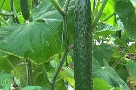 黄瓜真的能无限结瓜？农户记住一步，一棵比三棵结的瓜多图片