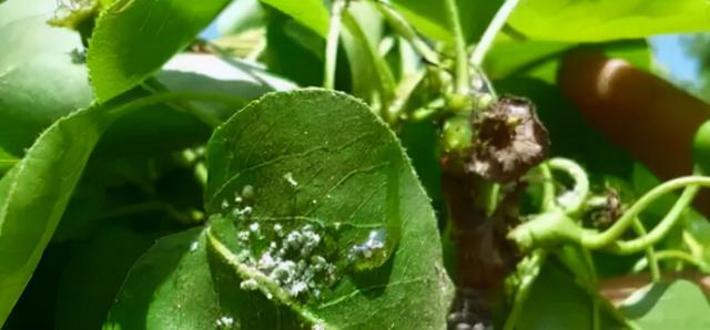 打药这个要注意，如果不注意的话，小心你打的药都白打