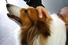 每天一个“摸狗小妙招”，让它更爱你图片