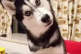 狗子行为解读：带狗子外出，狗子总是回头看主人，是什么意思图片