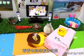 我家小仓鼠的照片展示，小伙伴们看过他们的视频吗？图片