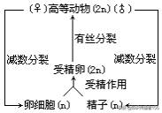 生物必修2复习知识点