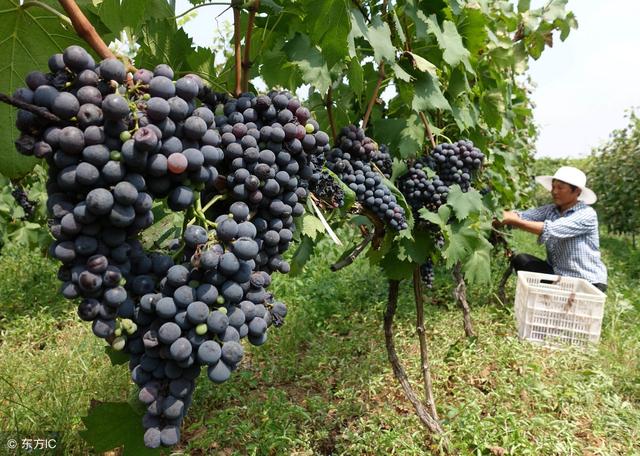 钁¤悇璇ユ€庝箞鏂界敤涓井閲忓厓绱犺偉鍛紵