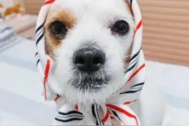 田园犬的逆袭，周游世界，高级餐厅吃饭，我第一次羡慕一只狗图片