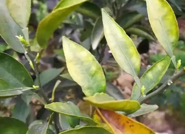 銆屽啘鍖栫鏅€嶆鐗╃己绱犲師鍥犲強 妞嶇墿缂虹礌鐥囩姸瀵圭収琛? onerror=