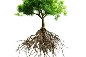 树冠有多大，根系就有多发达图片