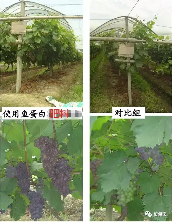 腐殖酸、海藻酸、甲壳素、鱼蛋白、氨基酸，性能作用真的不一样