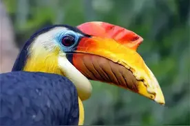 残忍！这种鸟脑袋被人类盯上，活着取骨，做成佛像出售，假慈悲图片