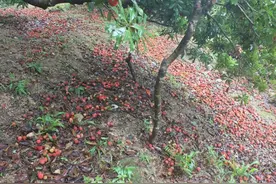 这水果没皮，一成熟就长虫，常烂一地无人要，出口国外却成高级货图片