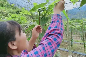 种植罗汉果，缺少人力也想夺高产？3个关键要点需记好图片