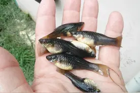 食蚊鱼向北方挺进，一年繁殖5次，能吞下罗非鱼 专家：已发生变异图片