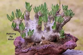 冷门多肉植物-美肉配美盆系列图片