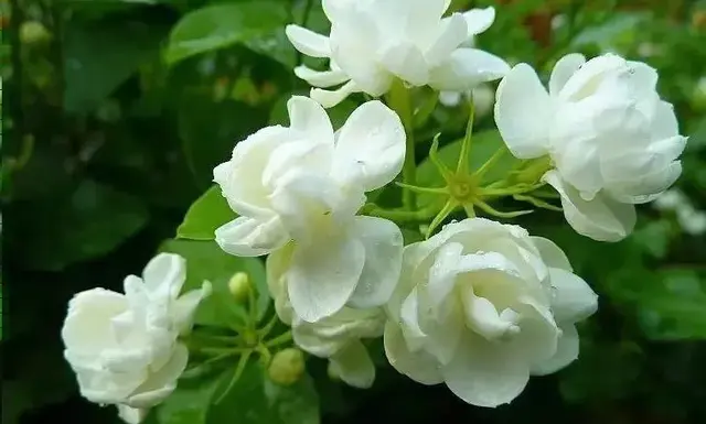 50种花卉配50首古诗，花有清香，诗有音韵，让人陶醉
