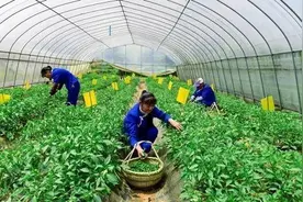 300元一斤！岳阳湘阴樟树港辣椒为什么能卖出“天价”？图片