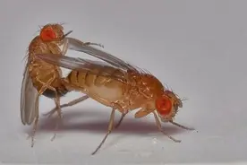 果蝇光照就能进入性高潮，最迷恋“红灯区”，被拒绝会借酒消愁图片