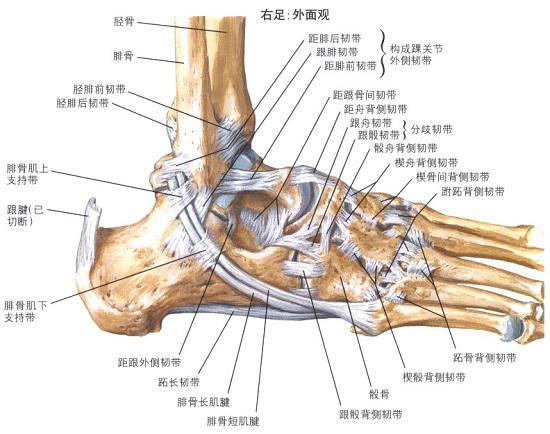 踝关节的构造及扭伤机制
