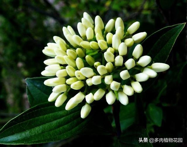 九里香这样养护株姿优美，枝叶秀丽
