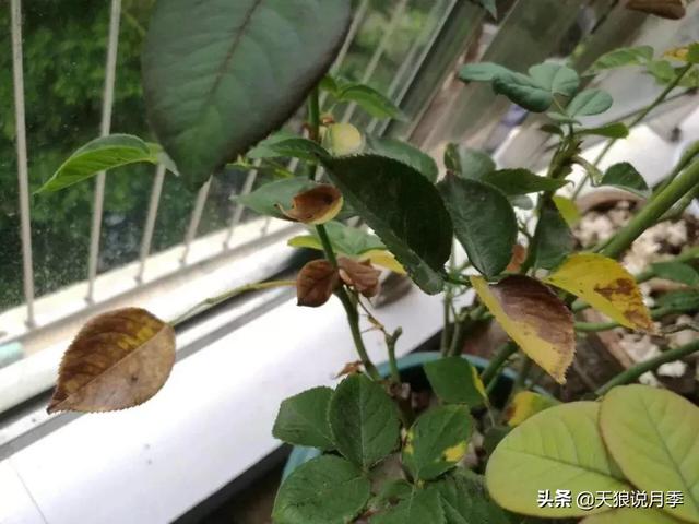 天狼说月季|月季叶片总变黄?原因可能是这个