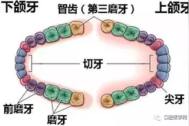 牙医解密：为什么医生喜欢让你拔智齿？图片
