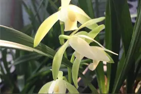 这2种兰花虽然便宜，但是“高雅大气”，花开后兰香雅致，很好养图片