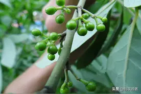 贵州、湖北西部的娃子们：你们爱吃的木姜子可以吃啦图片