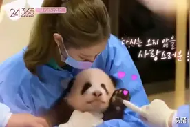 韩女团违规触碰大熊猫引发众怒！网友对线韩国：不会养就还回来图片